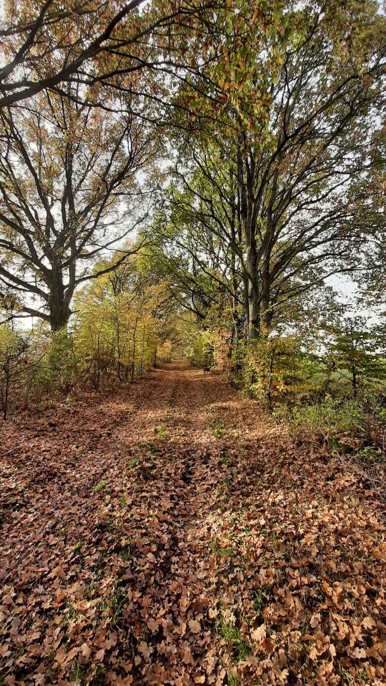 Fürstenberger Weg
