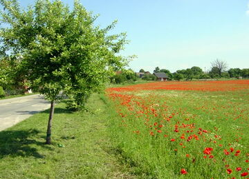 Grünow - das Feld davor