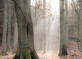Grünow - Umgebung -Wald